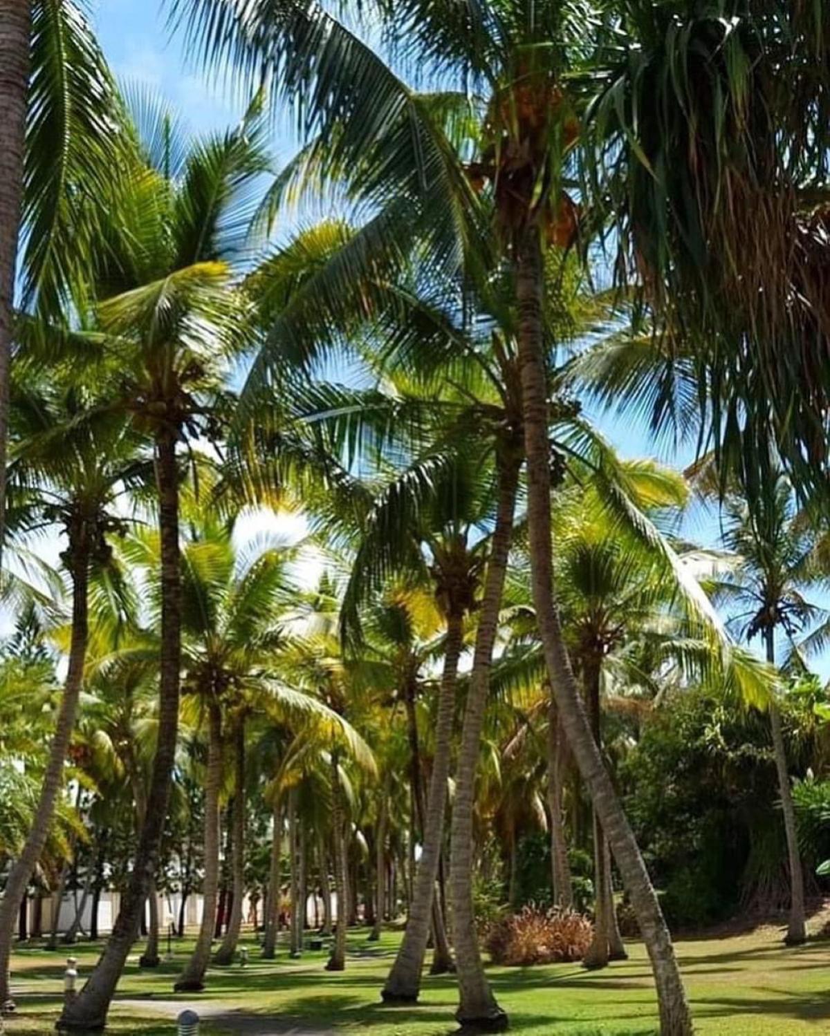Studio Mojito Vue Mer,Piscine Avec Cuve Eau Et Acces Plage Et Piscine Anse Des Rochers Saint-Francois  Eksteriør bilde